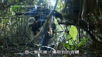 空蝉的森林在线观看,沉浸式在线观影之旅  第3张 空蝉的森林在线观看,沉浸式在线观影之旅  第3张