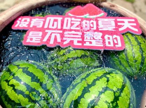 夏天吃瓜群众免费观看  第2张